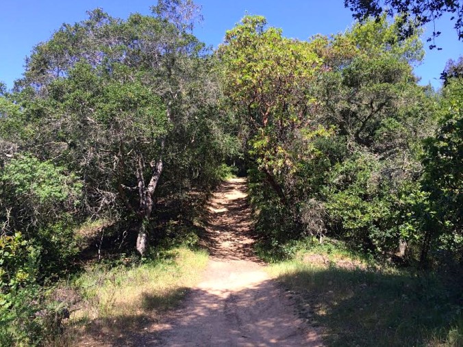 More uphill on the West Ridge Trail