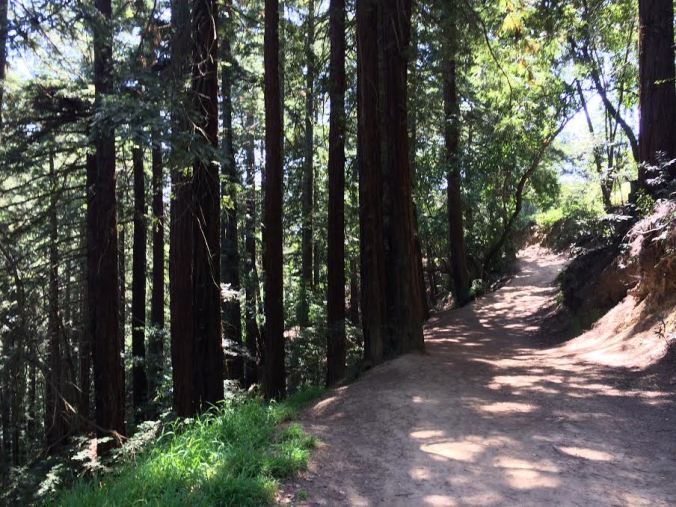 Looking back up the West Ridge Trail, winding through the redwoods.