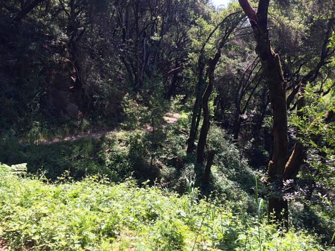 Winding up towards the West Ridge Trail